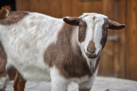 Go On A Walk With Goats At The Maryland Zoo's Goat Trek Experience