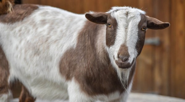 Go On A Walk With Goats At The Maryland Zoo’s Goat Trek Experience