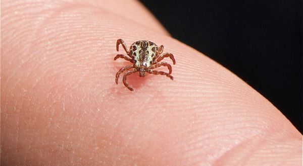 You Won’t Be Happy To Hear That Iowa Is Experiencing A Major Surge Of Ticks This Year