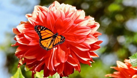 Take A Walk Through This Magical Butterfly Garden In SoCal And Observe Tropical Butterflies In Their Natural Habitat