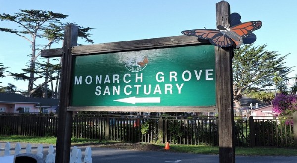 Monarch Grove Butterfly Sanctuary Is Home To Southern California’s Largest Butterfly House