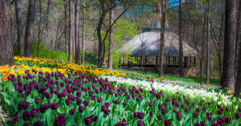 Walk Through A Sea Of Tulips And Daffodils At Arkansas' Garvan Woodland Gardens