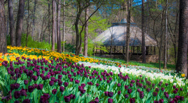 Walk Through A Sea Of Tulips And Daffodils At Arkansas’ Garvan Woodland Gardens