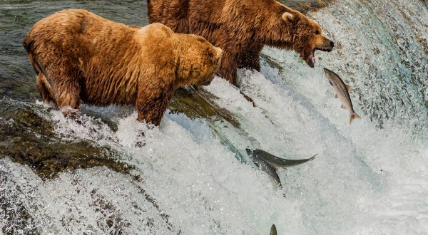 This Summer, Take Bear Watching In Alaska To The Next Level When You Hike To Brooks Falls
