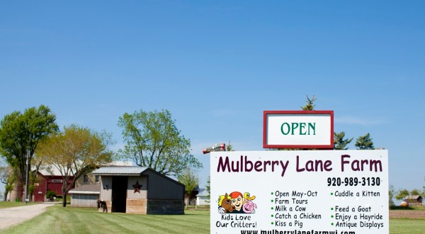 Have An Udderly Good Time Milking The Friendly Cows At Wisconsin’s Mulberry Lane