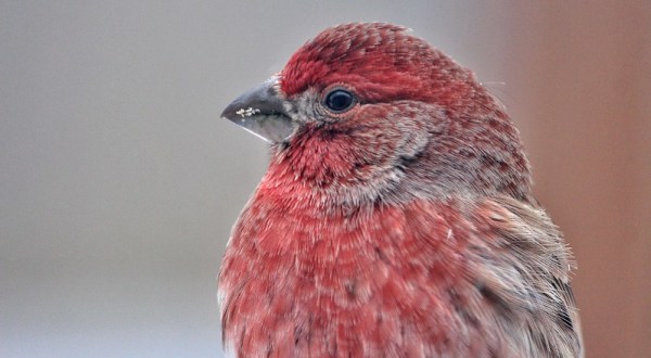 Hoosiers, Take Down Your Bird Feeders: Indiana DNR Concerned About Wave Of Songbird Deaths