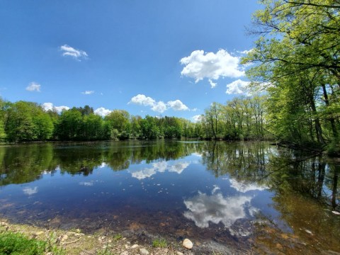 Rose Lake State Wildlife Research Area Is A Scenic Outdoor Spot In Michigan That's A Nature Lover’s Dream Come True
