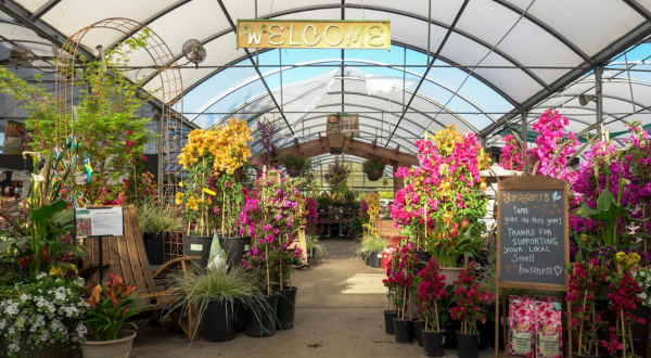 Yamagami’s Nursery In Northern California Is Every Plant Parent’s Dream Come True
