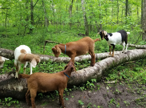 Go Hiking With Goats At Hoof It Galena In Illinois For A Unique Adventure