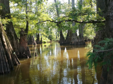 Hike This Ancient Forest In Illinois That’s Home To 800-Year-Old Trees