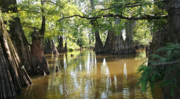 Hike This Ancient Forest In Illinois That’s Home To 800-Year-Old Trees