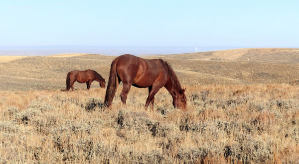 Hop In Your Car And Take The Pilot Butte Wild Horse Loop For An Incredible 24-Mile Scenic Drive In Wyoming