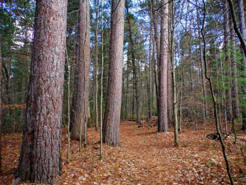 An Enchanted Forest Awaits When You Visit The Roscommon Red Pine Natural Area In Michigan