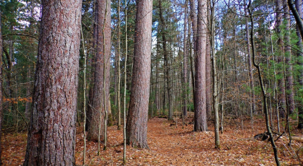 An Enchanted Forest Awaits When You Visit The Roscommon Red Pine Natural Area In Michigan