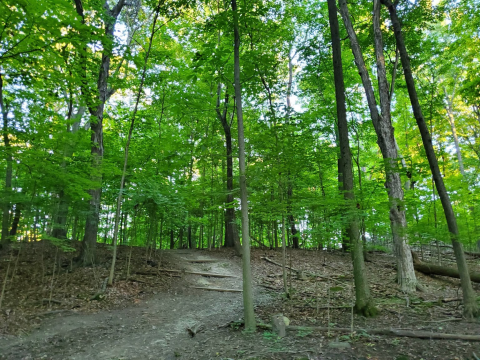 7 Easy Hikes Around Detroit You’ll Want To Knock Off Your Summer Bucket List