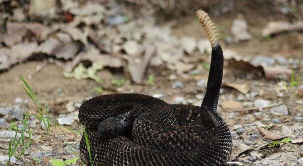 Watch Your Step, More Rattlesnakes Are Emerging From Their Dens Around Iowa
