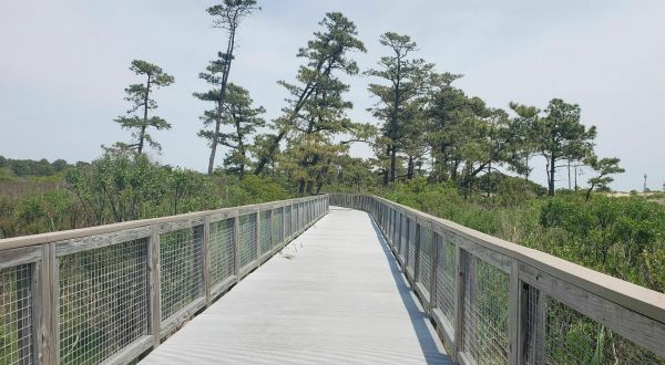 Walk Or Ride Alongside The Ocean On The 5.2-Mile Gordons Pond Trail In Delaware