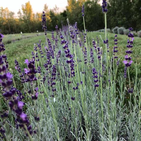 Sweet Streams Lavender Is the Best Lavender Farm In Kansas That You've Never Heard Of