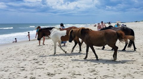 Assateague State Park Is The Single Best State Park In Maryland And It's Just Waiting To Be Explored