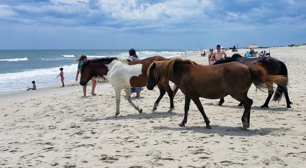 Assateague State Park Is The Single Best State Park In Maryland And It’s Just Waiting To Be Explored