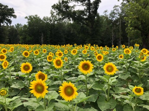 Most People Don't Know About This Magical Sunflower Field Hiding In Alabama