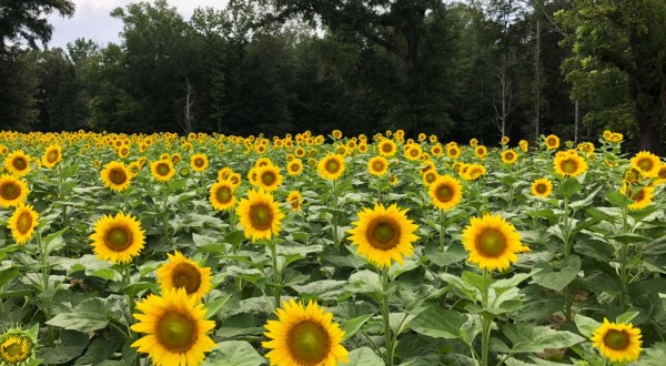 Most People Don’t Know About This Magical Sunflower Field Hiding In Alabama
