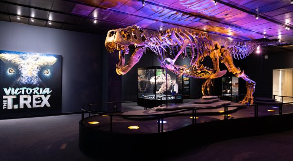 You Can Visit The World’s Largest Touring T-Rex Skeleton In Texas This Summer