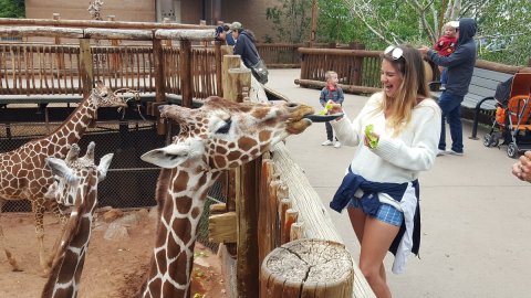 Once Again, Colorado's Cheyenne Mountain Zoo Named One Of The Best In America