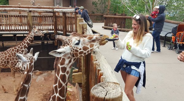Once Again, Colorado’s Cheyenne Mountain Zoo Named One Of The Best In America