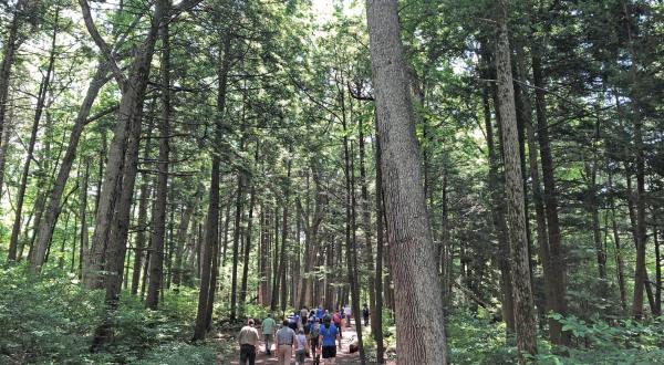 Meander Past 200-Year-Old Trees At Henry’s Woods At Jacobsburg in Pennsylvania, An Old-Growth Forest