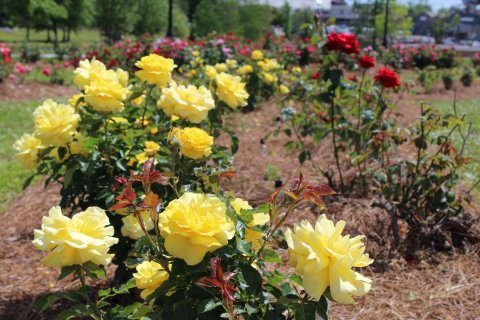 Walk Through A Sea Of Roses At The Mississippi All-American Rose Garden