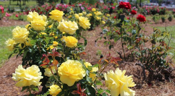 Walk Through A Sea Of Roses At The Mississippi All-American Rose Garden
