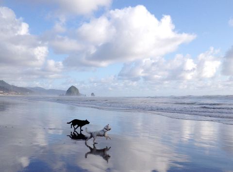 10 Dog-Friendly Beaches In Oregon That Are Perfect For Summer Adventures