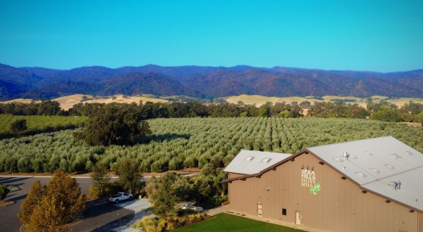 Tour And Taste At The Séka Hills Olive Mill And Tasting Room In Northern California