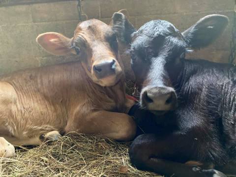 Spend Time With Animals And Stock Up On Fresh Dairy When You Visit This Farm In Vermont