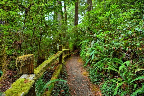 Redwood National And State Parks Is The Best Park In Northern California And It's Just Waiting To Be Explored
