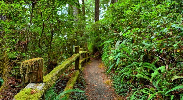 Redwood National And State Parks Is The Best Park In Northern California And It’s Just Waiting To Be Explored