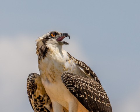 Go Hiking With Ospreys In Iowa For An Adventure Unlike Any Other