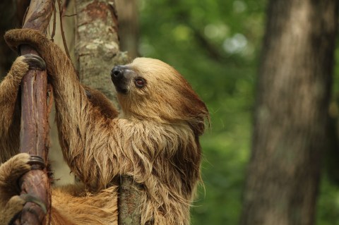 Play With Sloths At Southwick's Zoo In Massachusetts For An Adorable Adventure