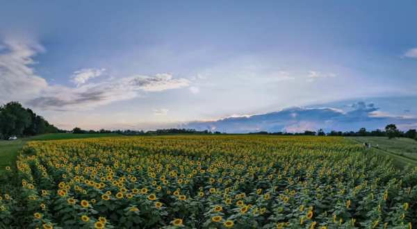 This Vibrant Sunflower Field In Kentucky Is In Bloom Right Now And It’s Free To Visit