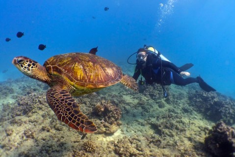 Hawaii Is Home To Turtle Bay Resort, A Little-Known Scuba Diving Resort