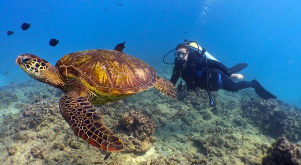 Hawaii Is Home To Turtle Bay Resort, A Little-Known Scuba Diving Resort