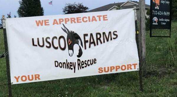 Cuddle The Most Adorable Rescued Farm Animals For Free At Lusco Farms Donkey Sanctuary In Iowa