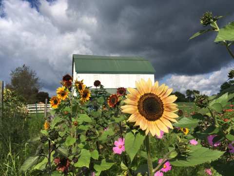 This Upcoming Sunflower Festival Near Pittsburgh Will Make Your Summer Complete