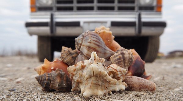 Hunt For Seashells Along The Beautiful Holly Beach In Louisiana