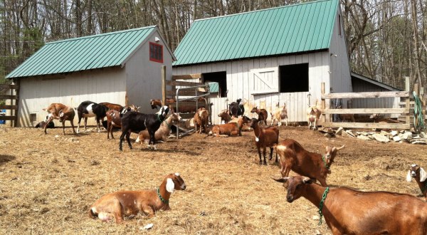 Visit Goats And Take Home Homemade Cheese At This New Hampshire Farm