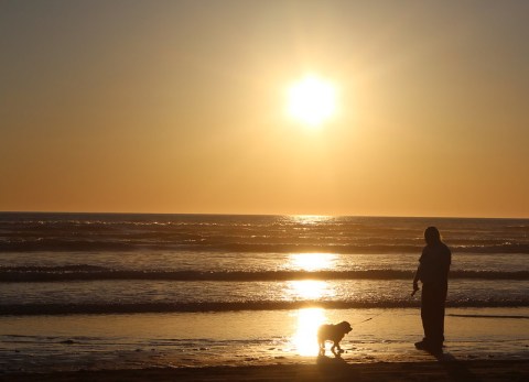 7 Dog-Friendly Beaches In Washington That Are Perfect For Summer Adventures