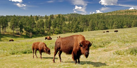 Custer State Park Is The Single Best State Park In South Dakota And It's Just Waiting To Be Explored