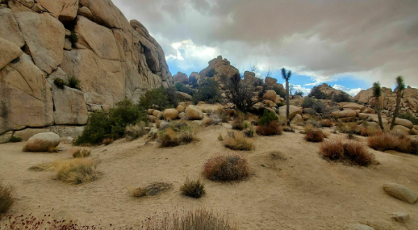 Visit Southern California’s Joshua Tree National Park For Seven Days Of Scenic Experience You Didn’t Know You Needed