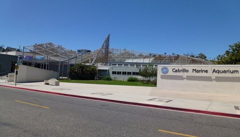 To See The Largest Collection Of Southern California Marine Life In The World For Free, Visit Cabrillo Marine Aquarium